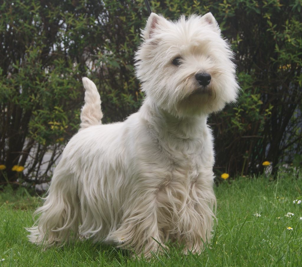 Les West Highland White Terrier de l'affixe du domaine bauvinois