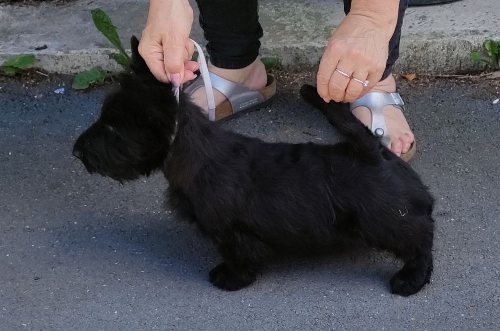 du domaine bauvinois - Chiot disponible  - Scottish Terrier