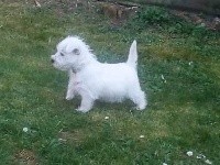 du domaine bauvinois - West Highland White Terrier - Portée née le 27/01/2020