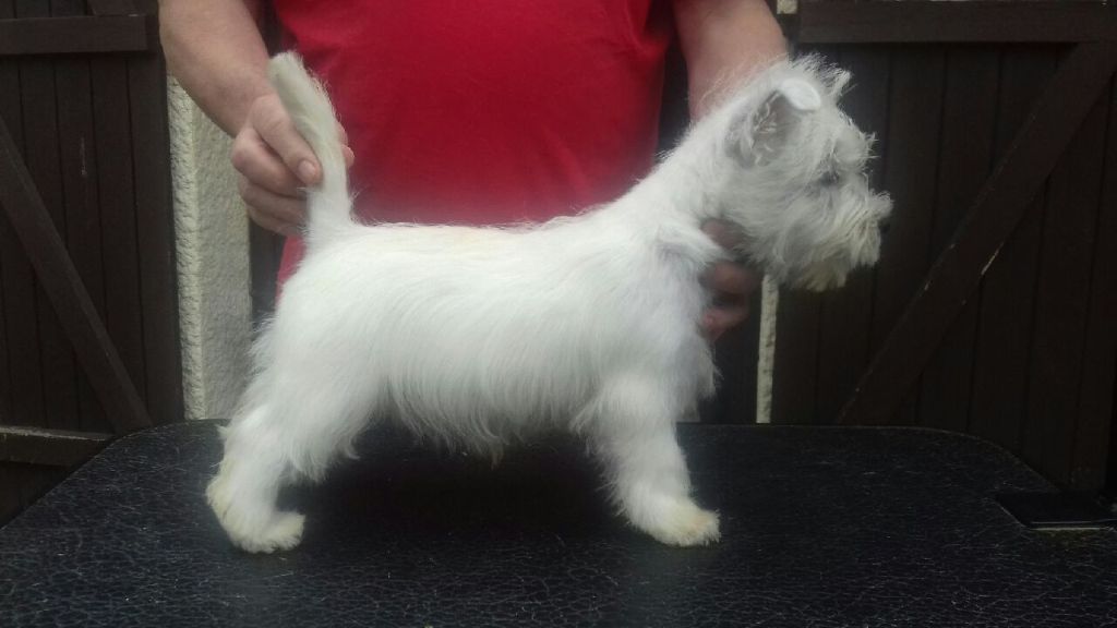 du domaine bauvinois - West Highland White Terrier - Portée née le 10/06/2018