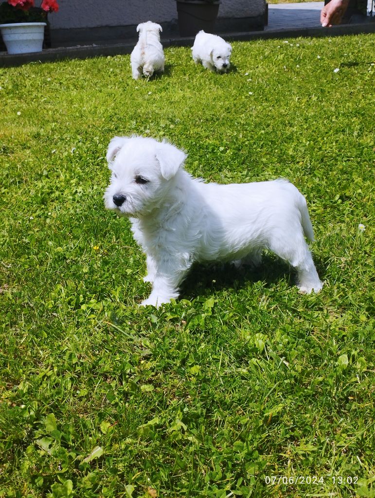 du domaine bauvinois - Chiots disponibles - West Highland White Terrier